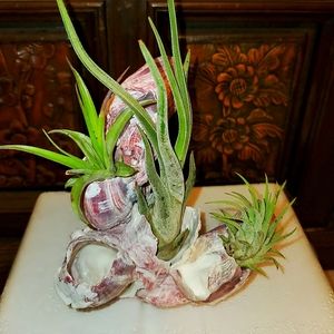 Airplant Art